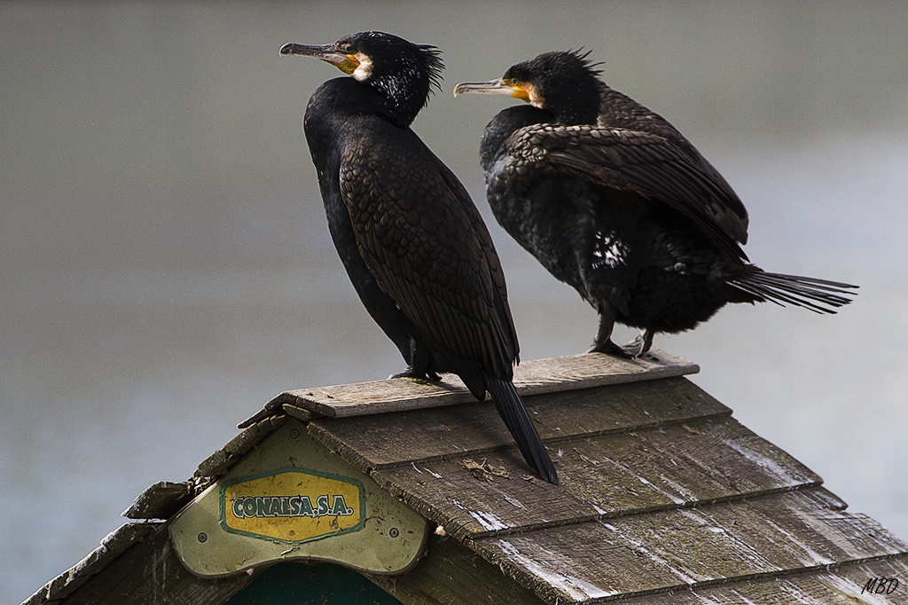 Feb2016. La pareja nos visita asiduamente.