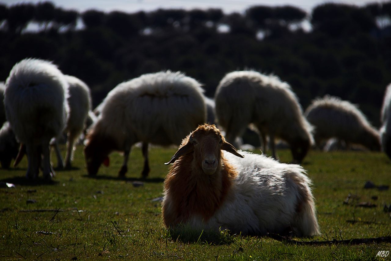 Imágenes de pastoreo