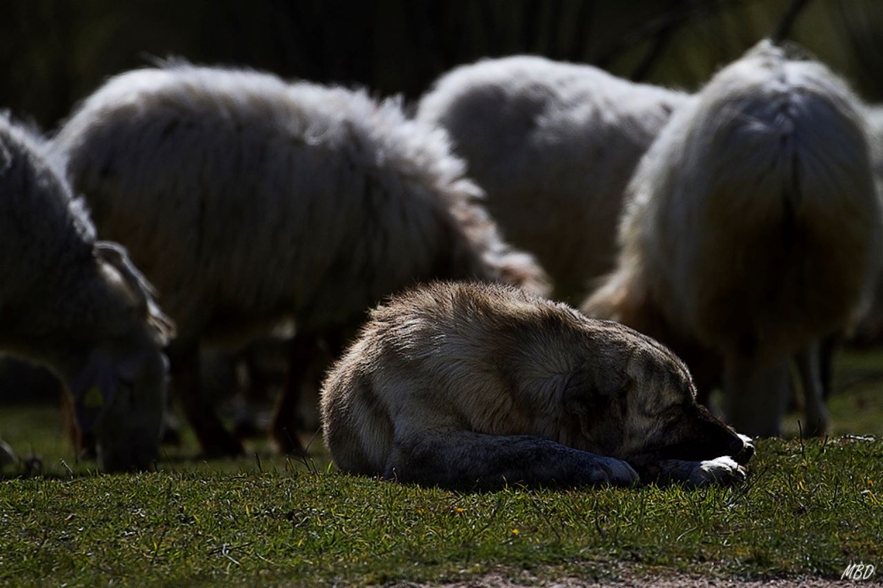 Imágenes de pastoreo