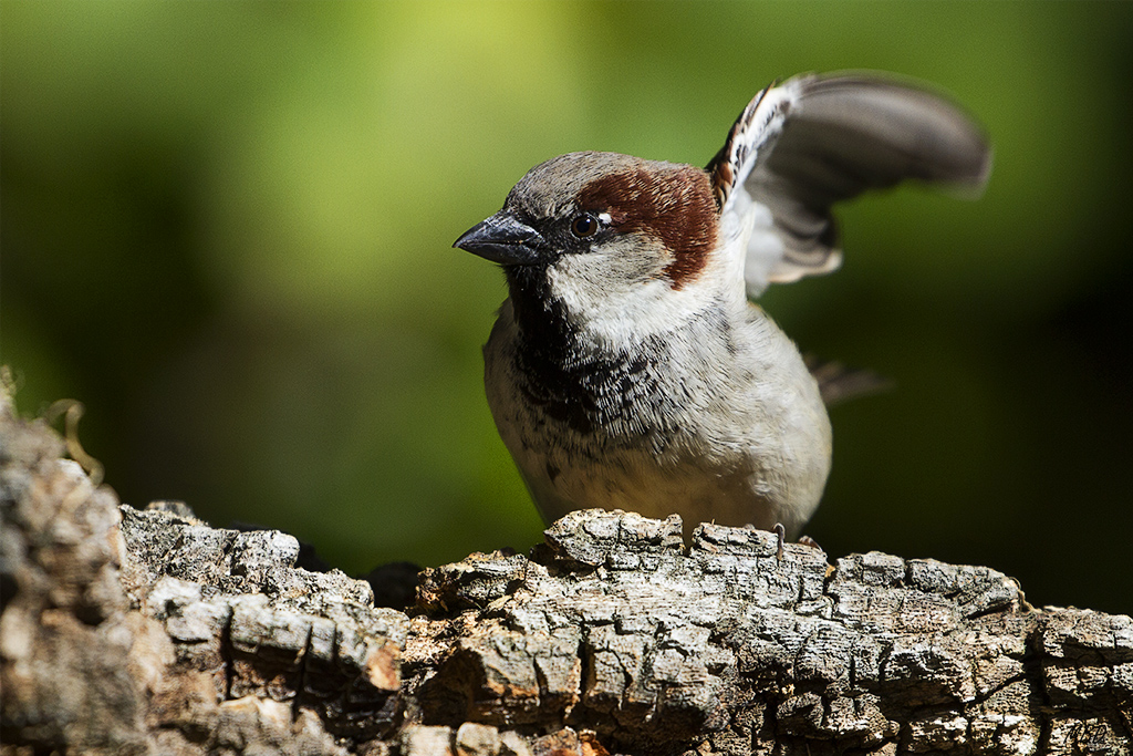 Mi jardín, mar2016.