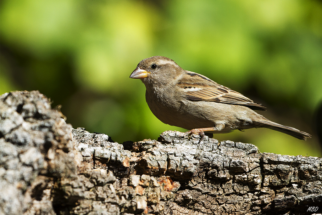 Mi jardín, mar2016.