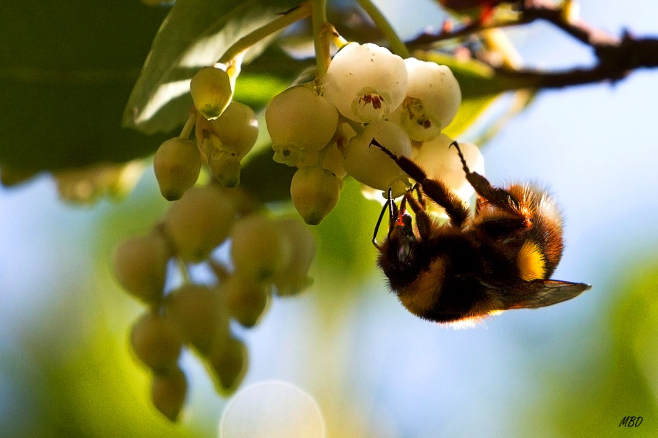 Abejorro libando en la flor del madroño