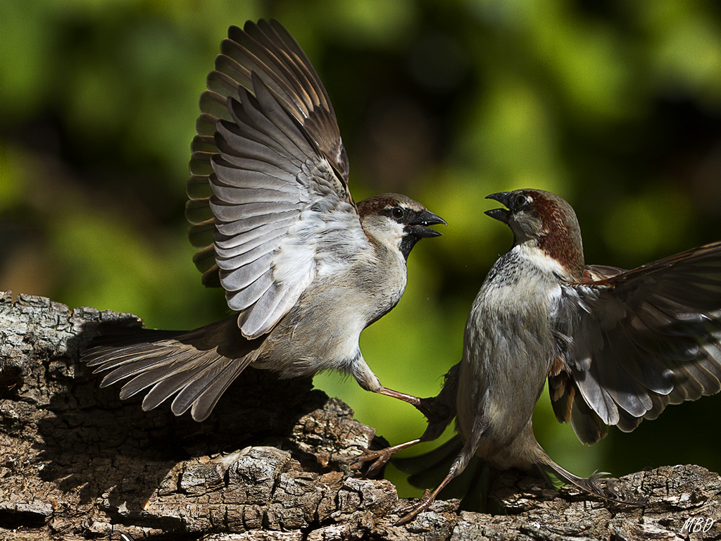Mi jardín, mar2016. Peleas en el comedero.