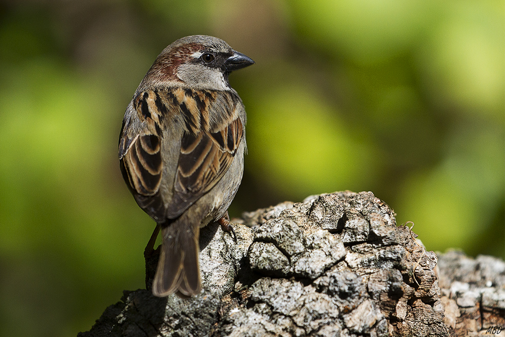 Mi jardín, mar2016.