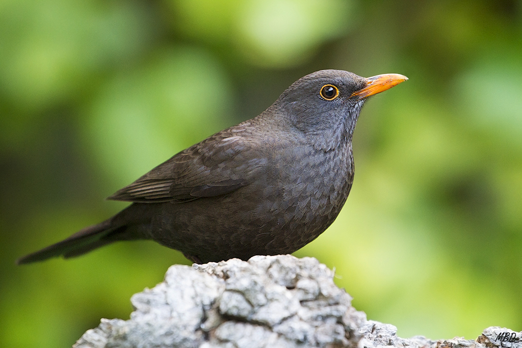 Mi jardín, mar2016. No le tose nadie.