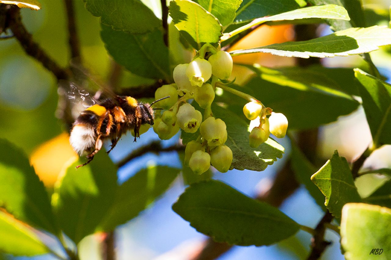Abejorro libando en la flor del madroño