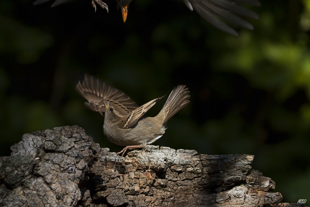 Mi jardín, mar2016. Escenas de comedero