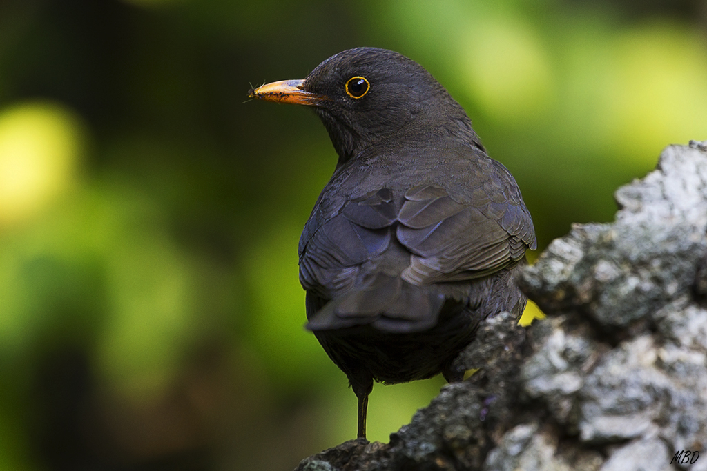 Mi jardín, mar2016.