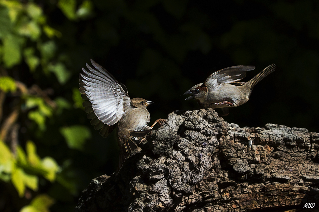 Mi jardín, mar2016.