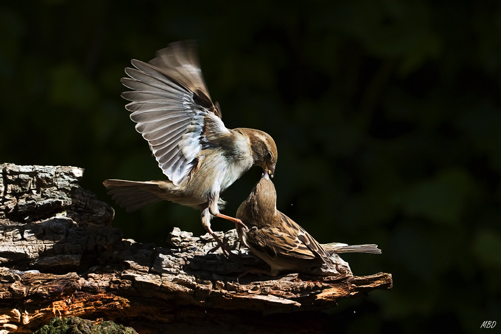 Mi jardín, mar2016.
