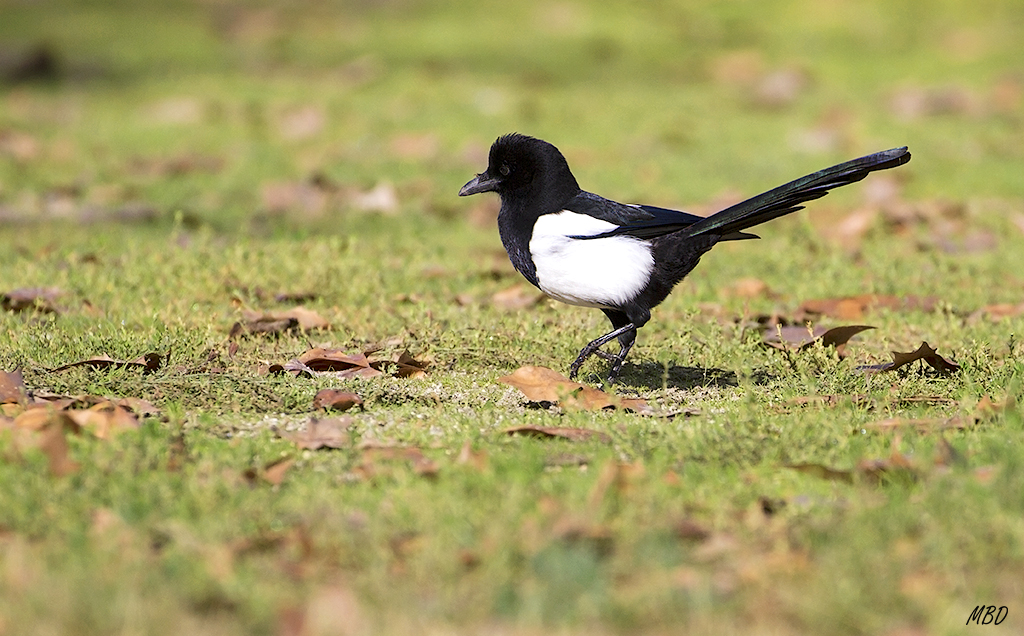 Nov2015. Horas de persecución por el parque buscando esa imagen.