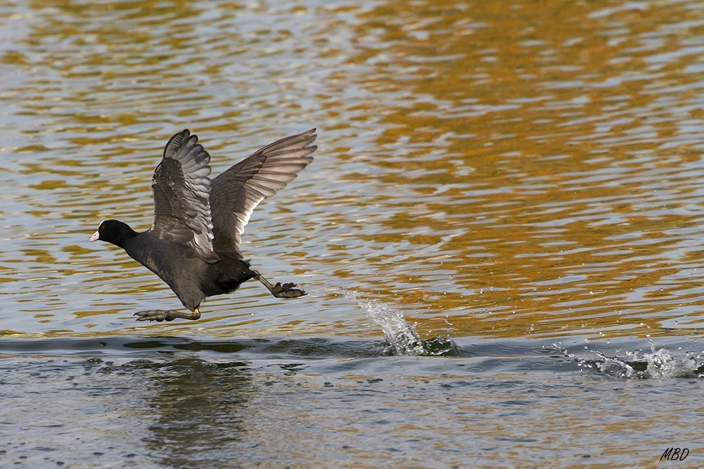 Nov2015. Llaman la aetnción sus desproporcionadas patas.