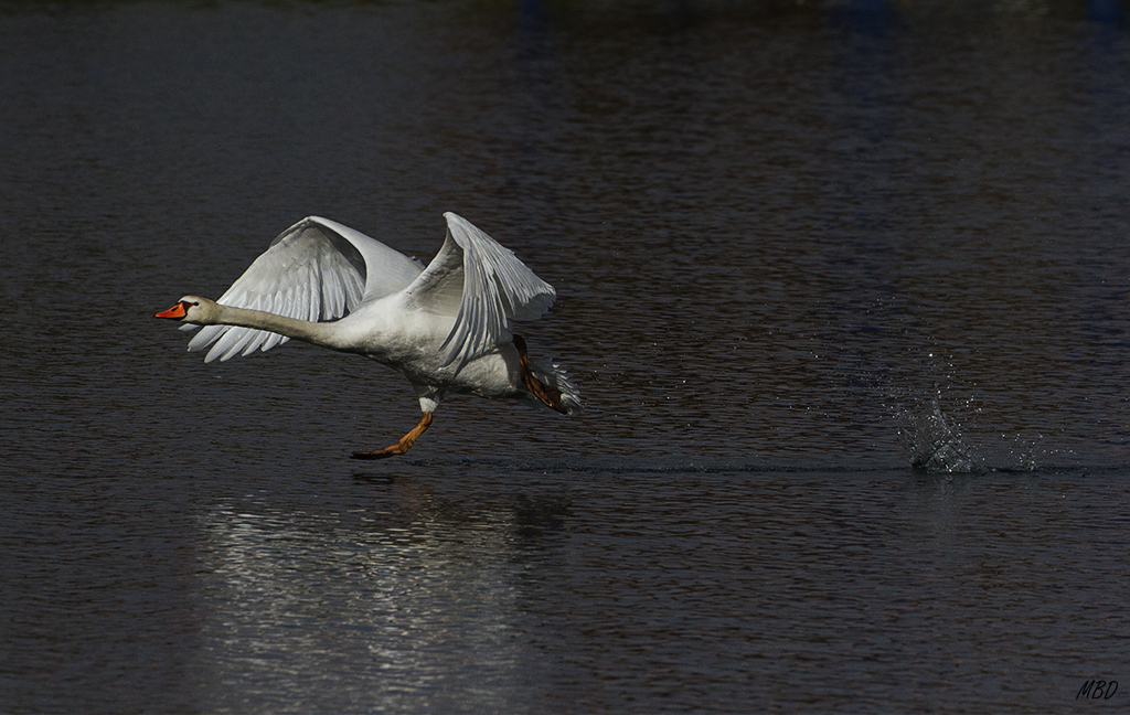 Nov2015. Vuelo o carrera?