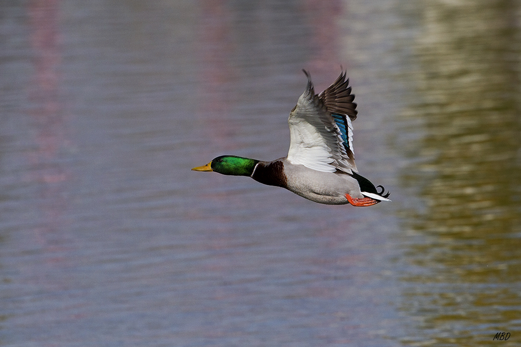 Nov2015. Vuelos sobre el estanque.