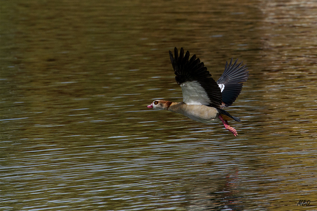 Nov2015. Vuelos sobre el estanque.