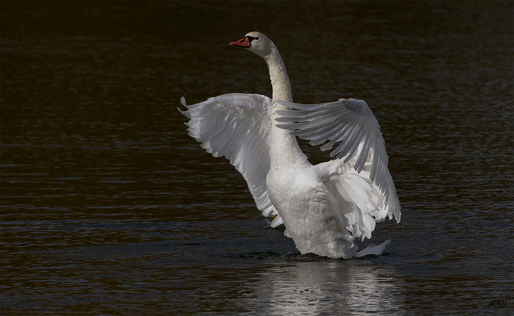 Ene2016.. Aleteos. Difíciles los blancos.