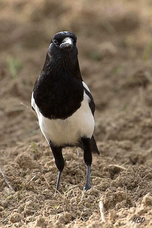 Nov2015. Esta me dejó acercarme. Elegante...