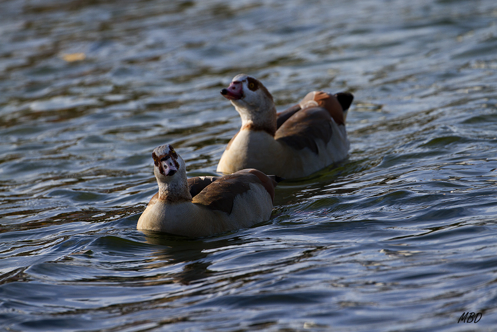 Nov2015. Nadando en formación.