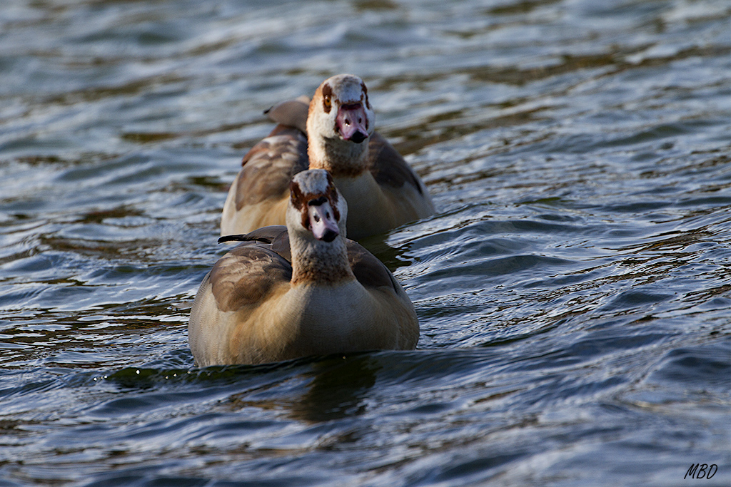 Nov2015. Nadando en formación.