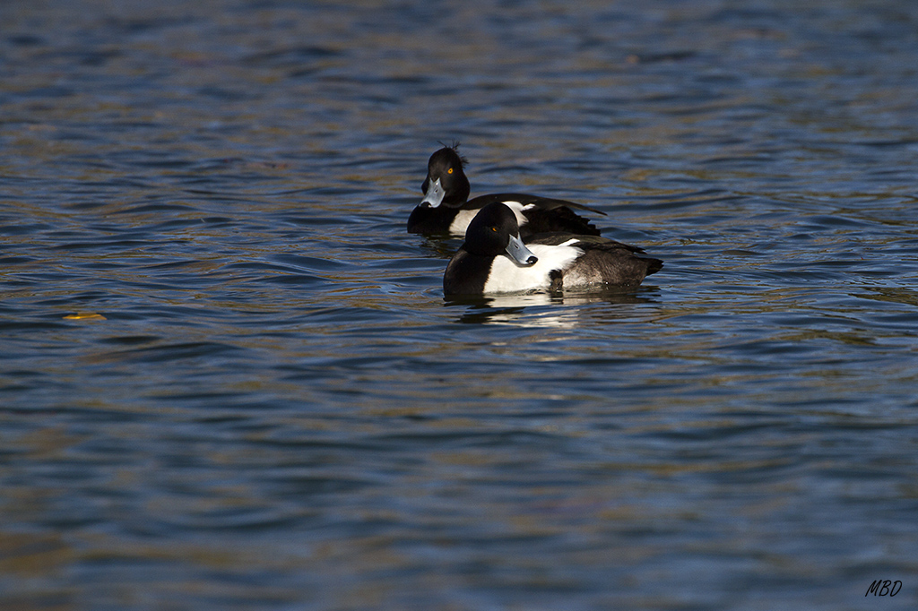 Nov2015. Los machos.