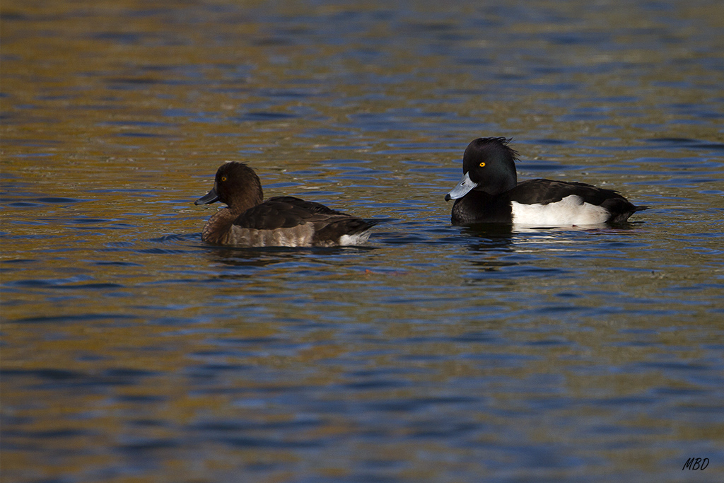 Nov2015. Recalan en el parque algunas semanas todos los inviernos.