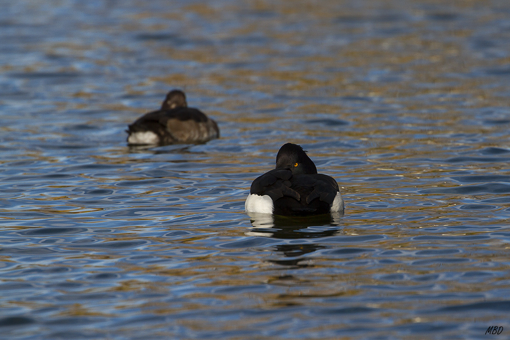 Nov2015. Descansando.