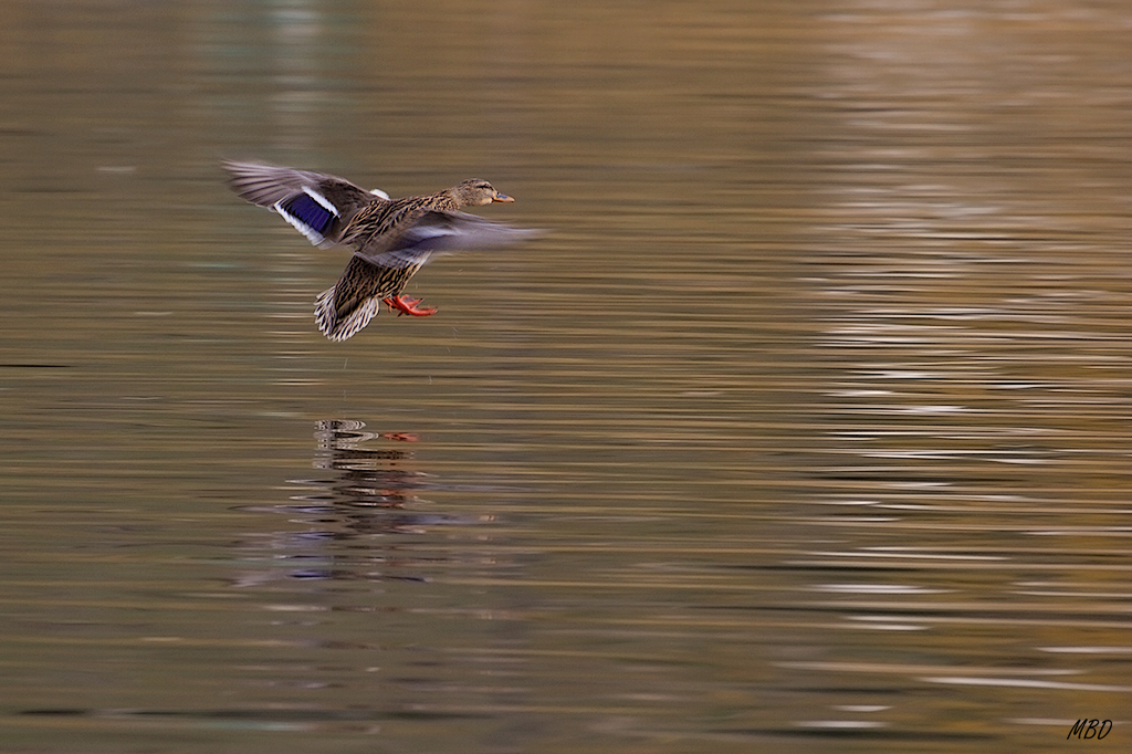 Nov2015. Aterrizaje.