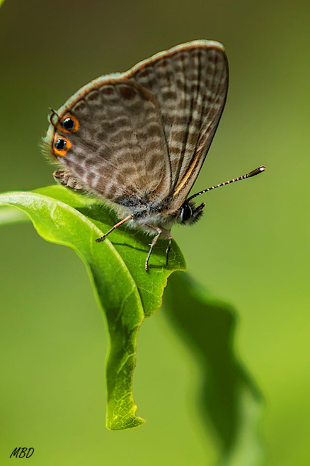 Leptotes pirithous
