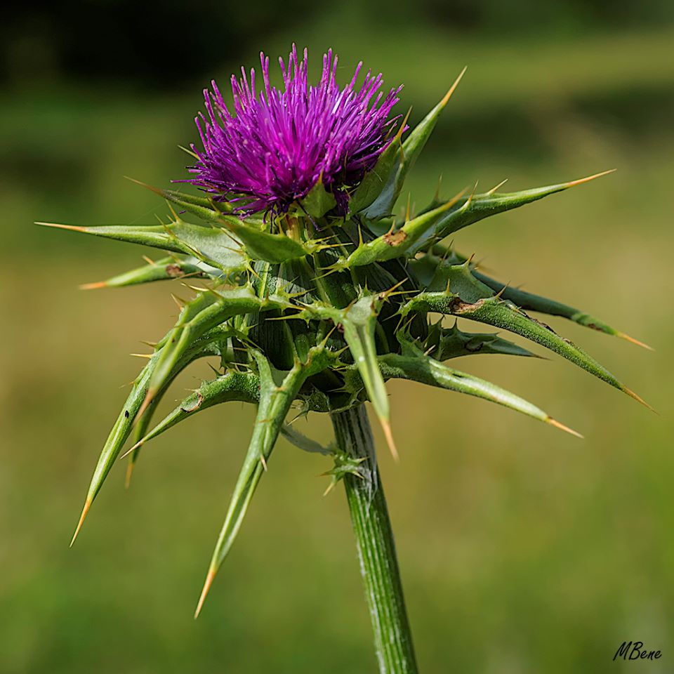 Flor de cardo