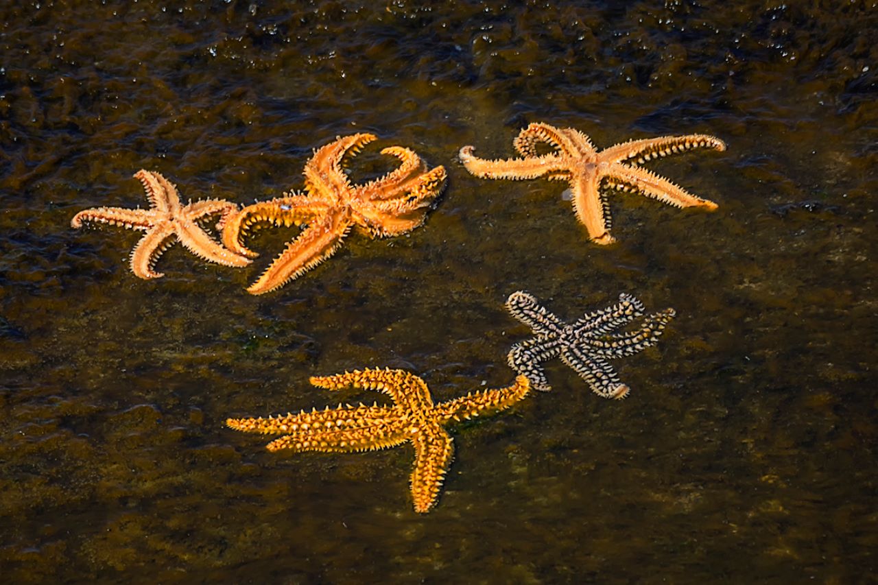 Estrellas de mar