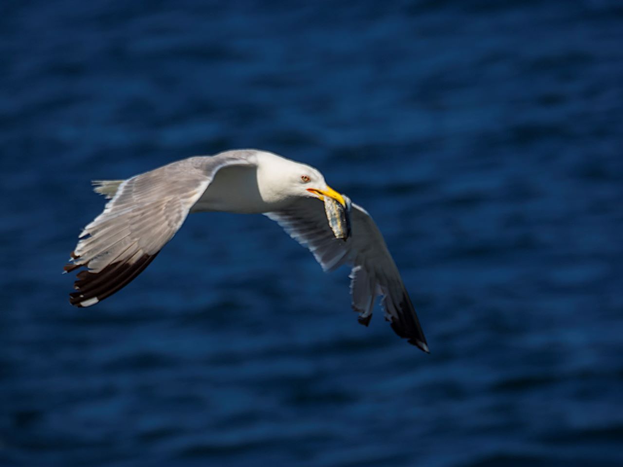 Buscan el límite de aguas dulces y saladas