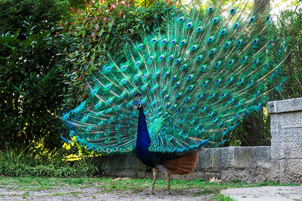 Jardines del Palacio de Cristal