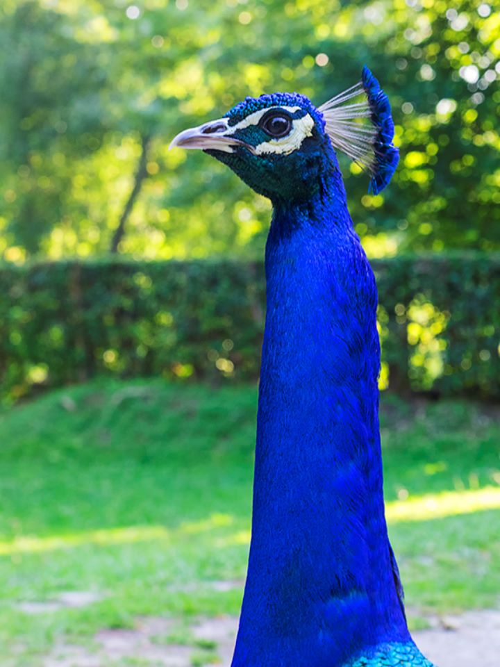 Jardines del Palacio de Cristal