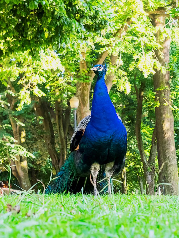 Jardines del Palacio de Cristal