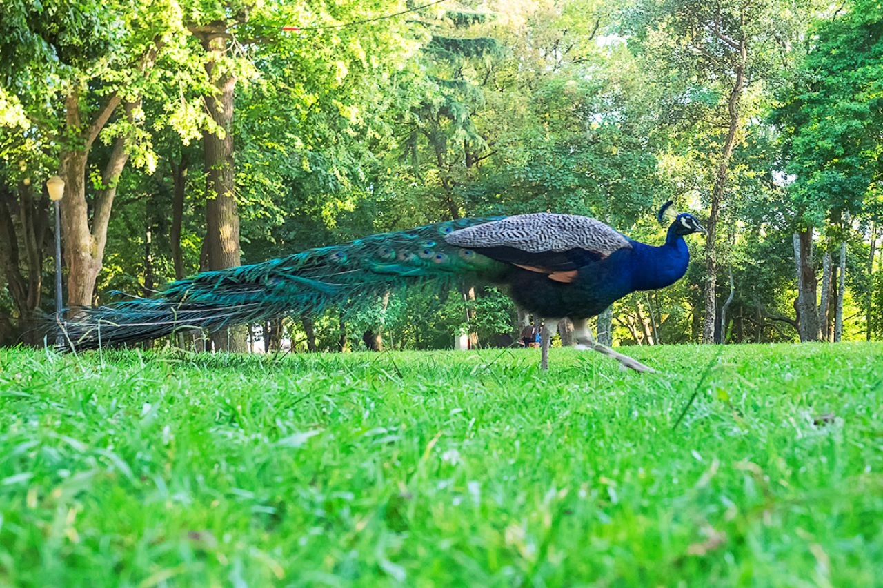Jardines del Palacio de Cristal