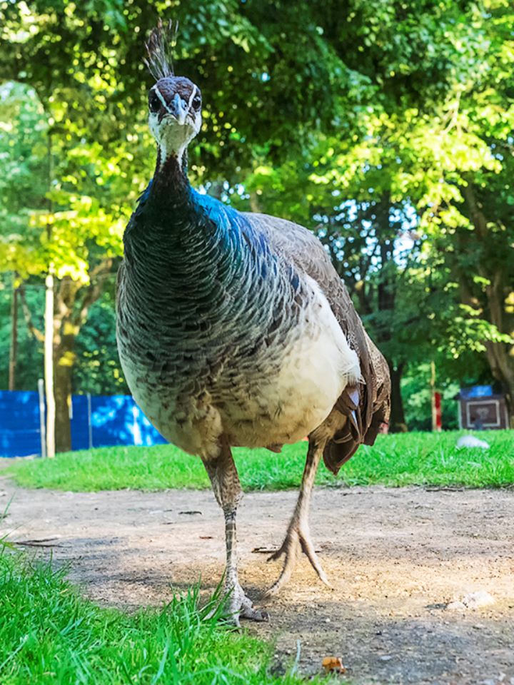 Jardines del Palacio de Cristal