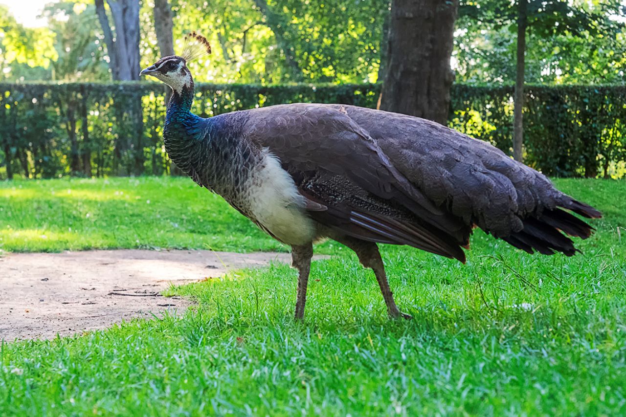 Jardines del Palacio de Cristal