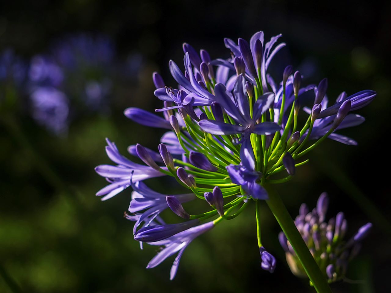 Jardines del Palacio de Cristal
