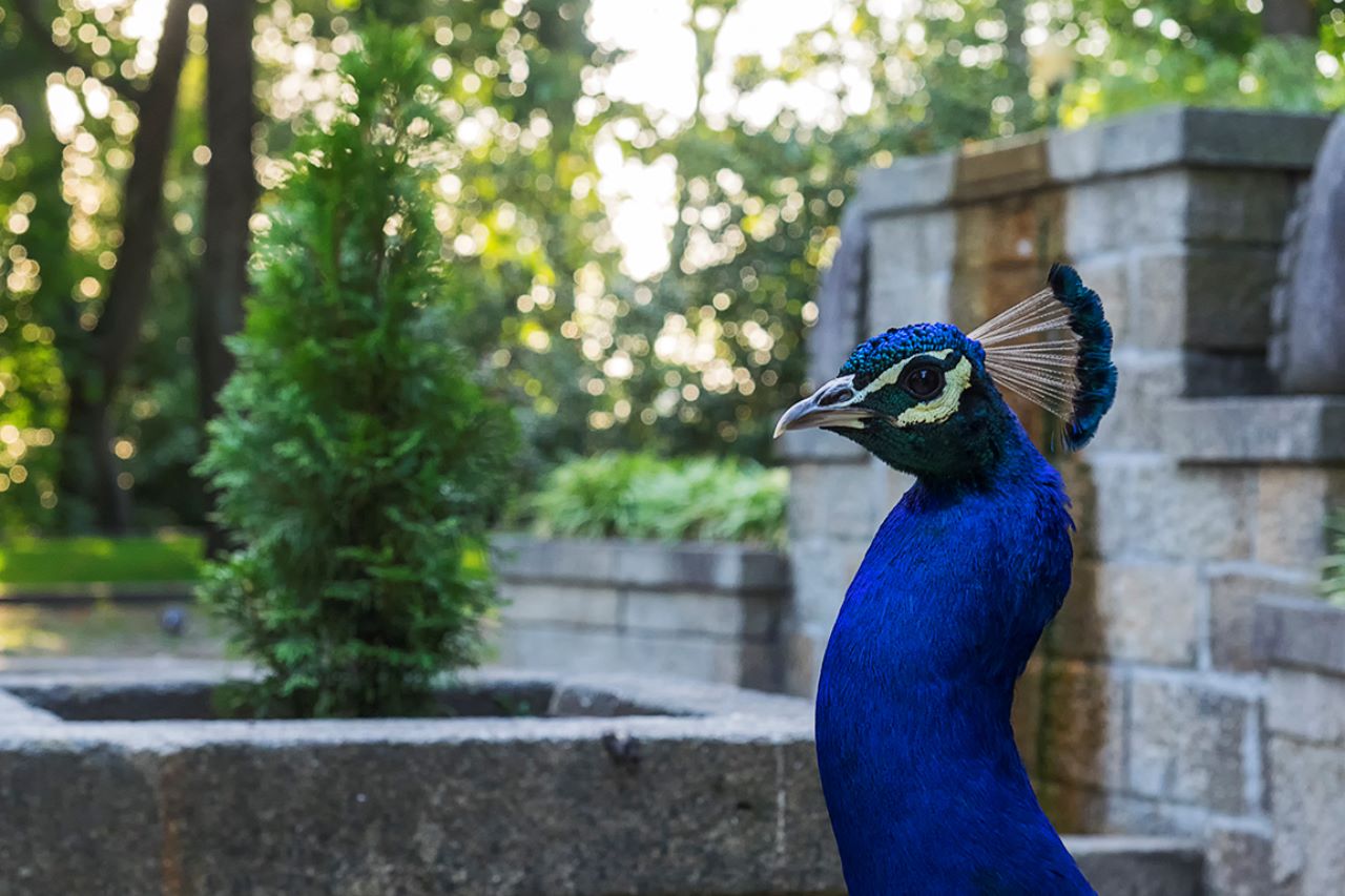 Jardines del Palacio de Cristal