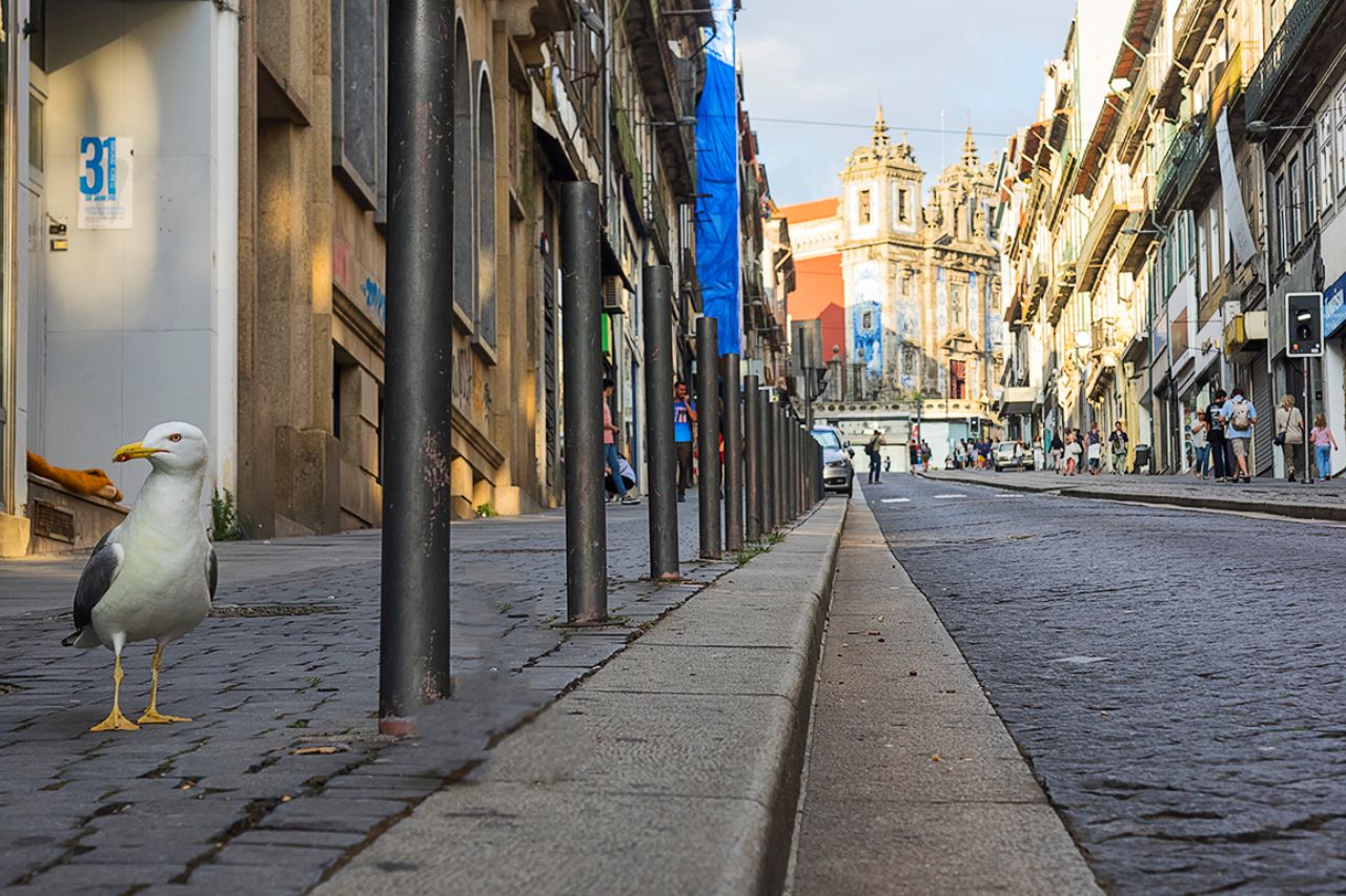 Gaviotas por todas partes