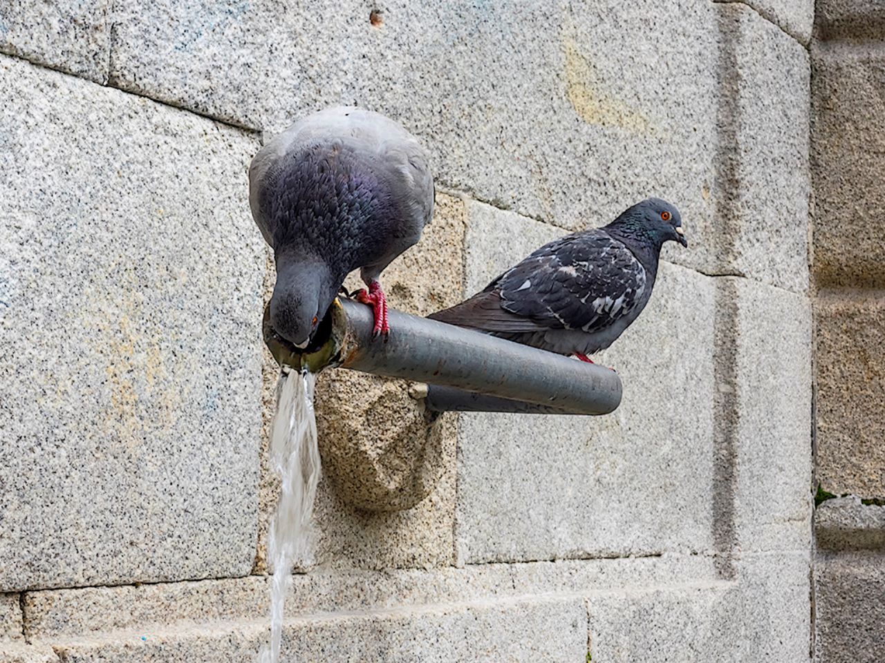 Palomas saciando su sed