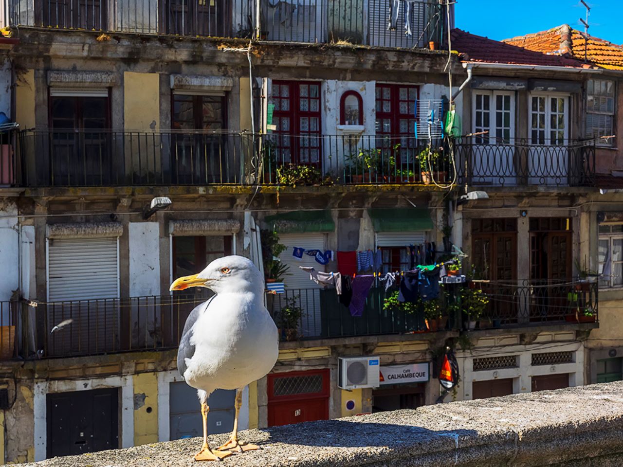 Gaviota y casas