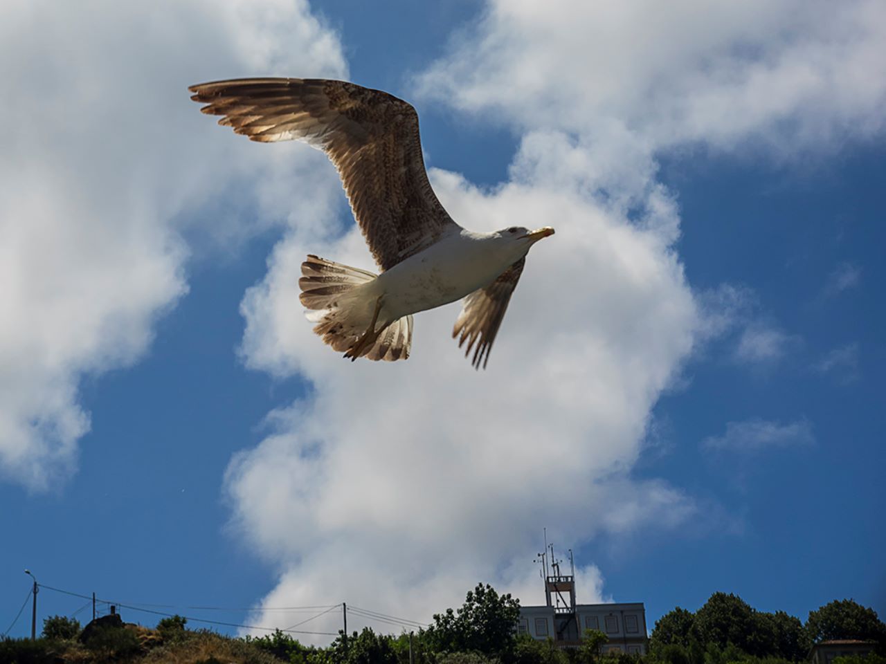 Acompañante de travesía