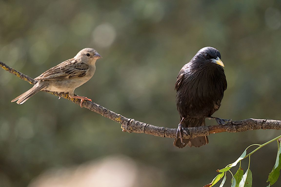 Estornino y gorrión