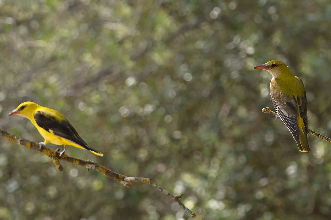 Oropéndola macho y hembra