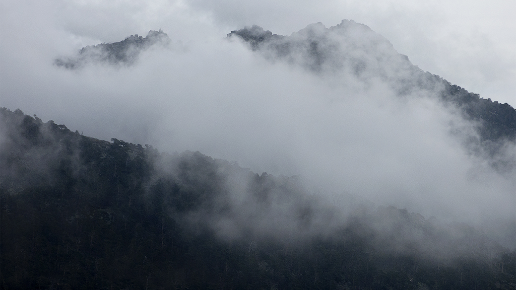 Guadarrama, ene2016. Difícil pelea.