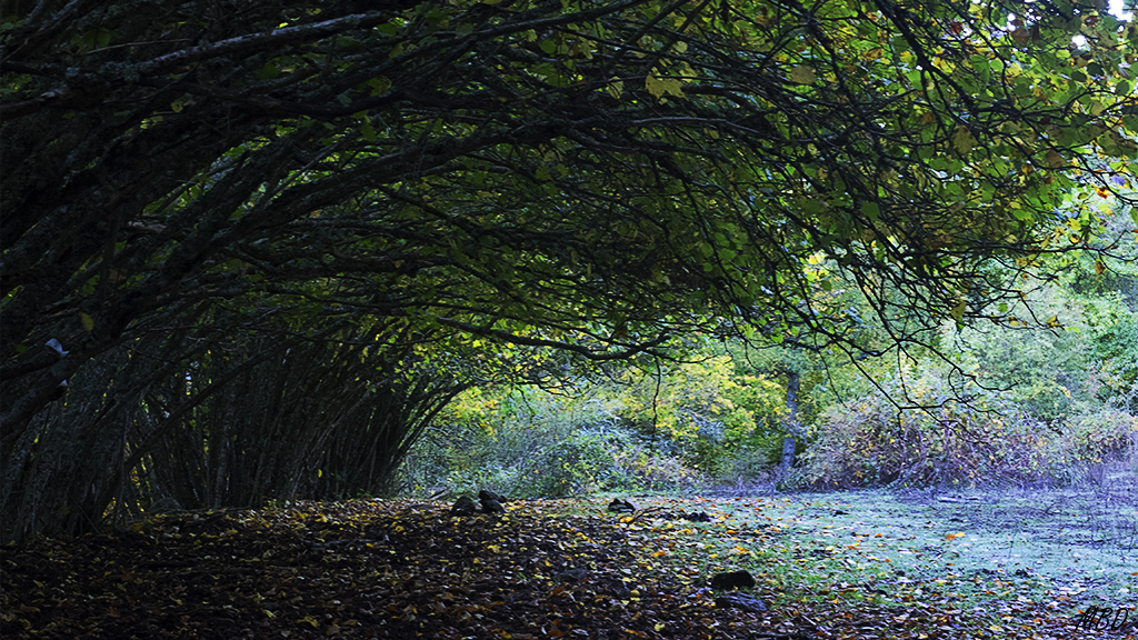 Abedular de Somosierra, oct2016