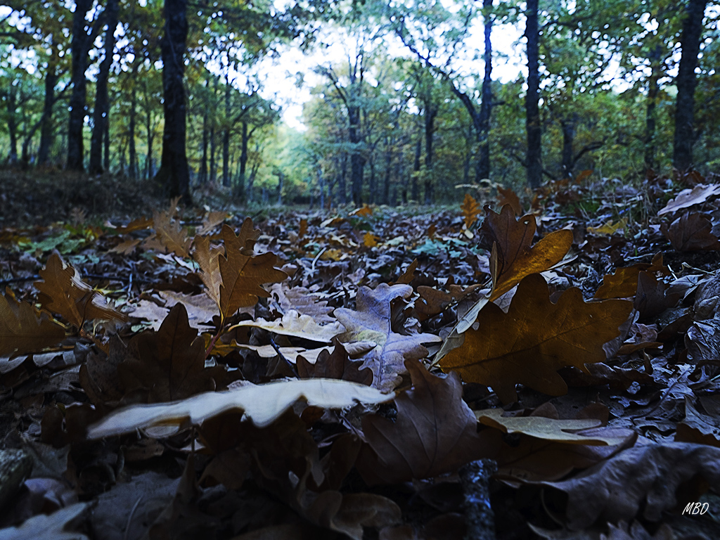 Abedular de Somosierra, oct2016