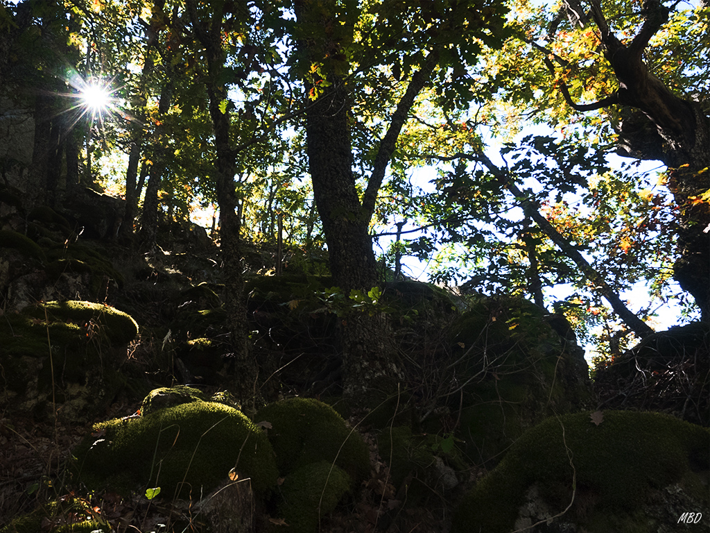 Abedular de Somosierra, oct2016