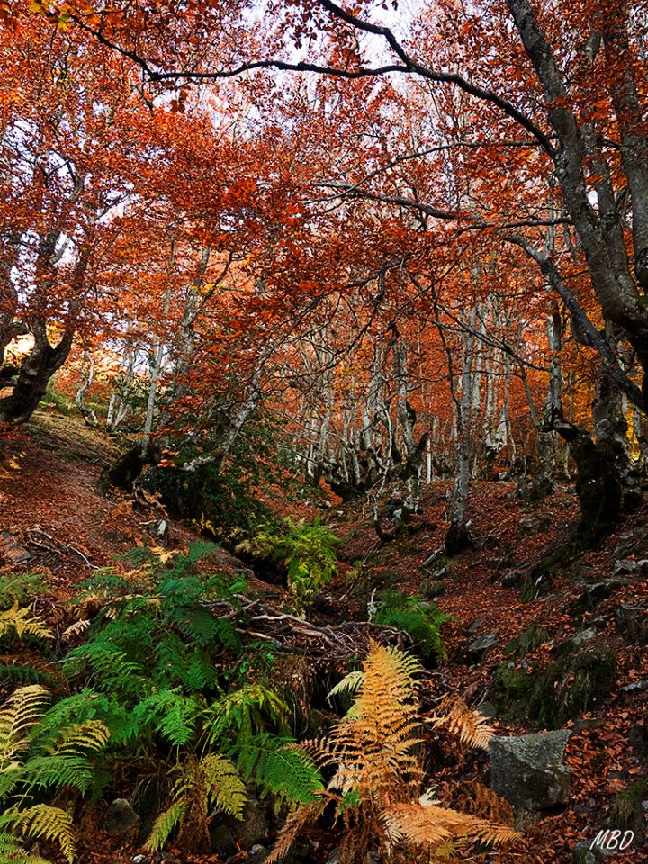 Hayedo de la Pedrosa, oct2016